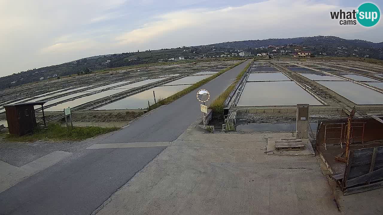 Seča – Panorama and Salina
