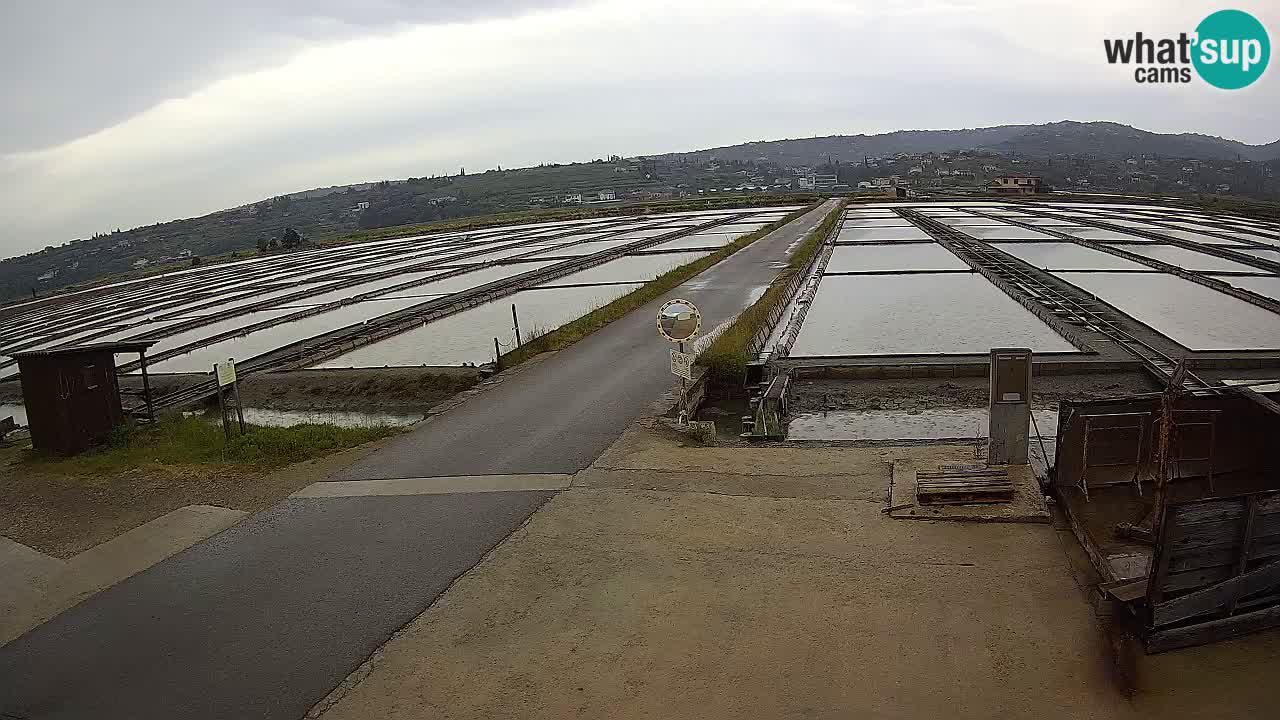 Krajinski Park Sečoveljske Soline