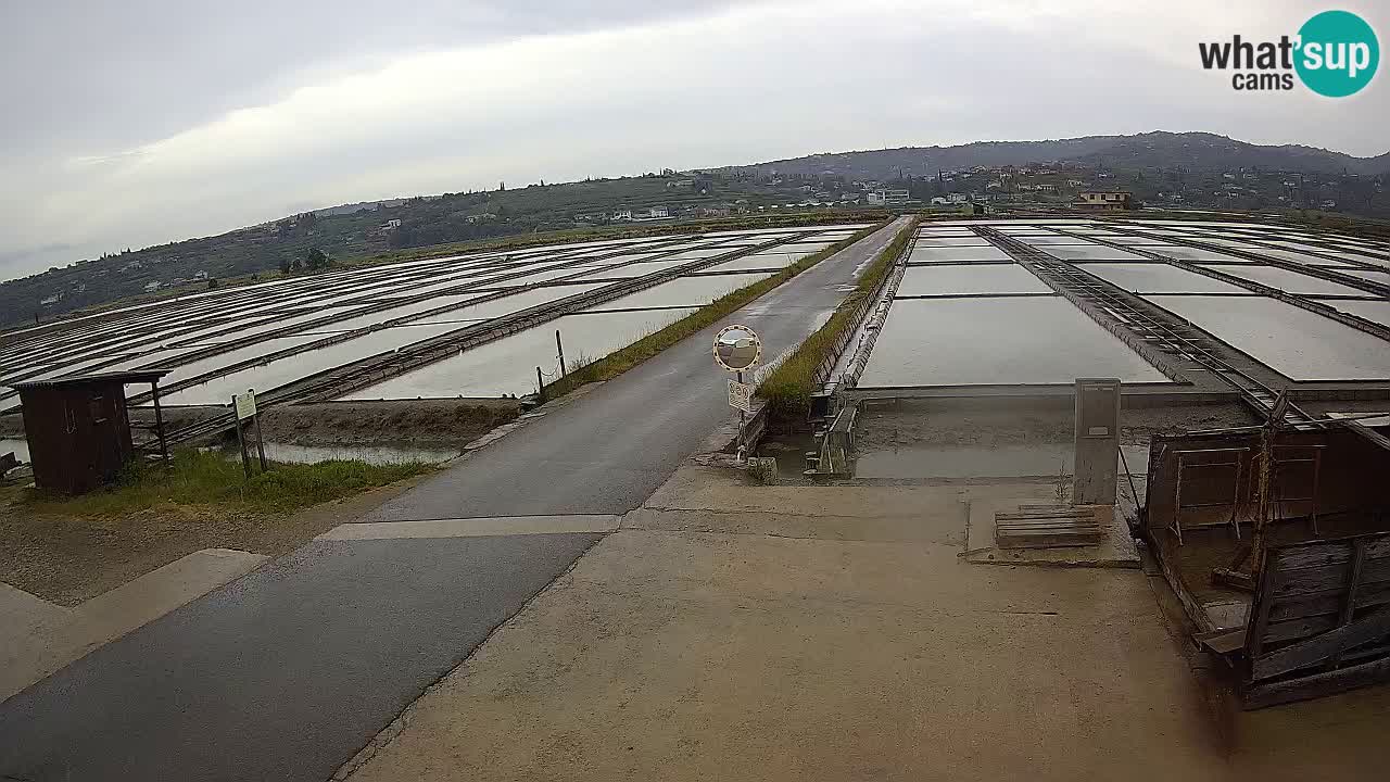 Naturpark der Salinen von Sečovlje