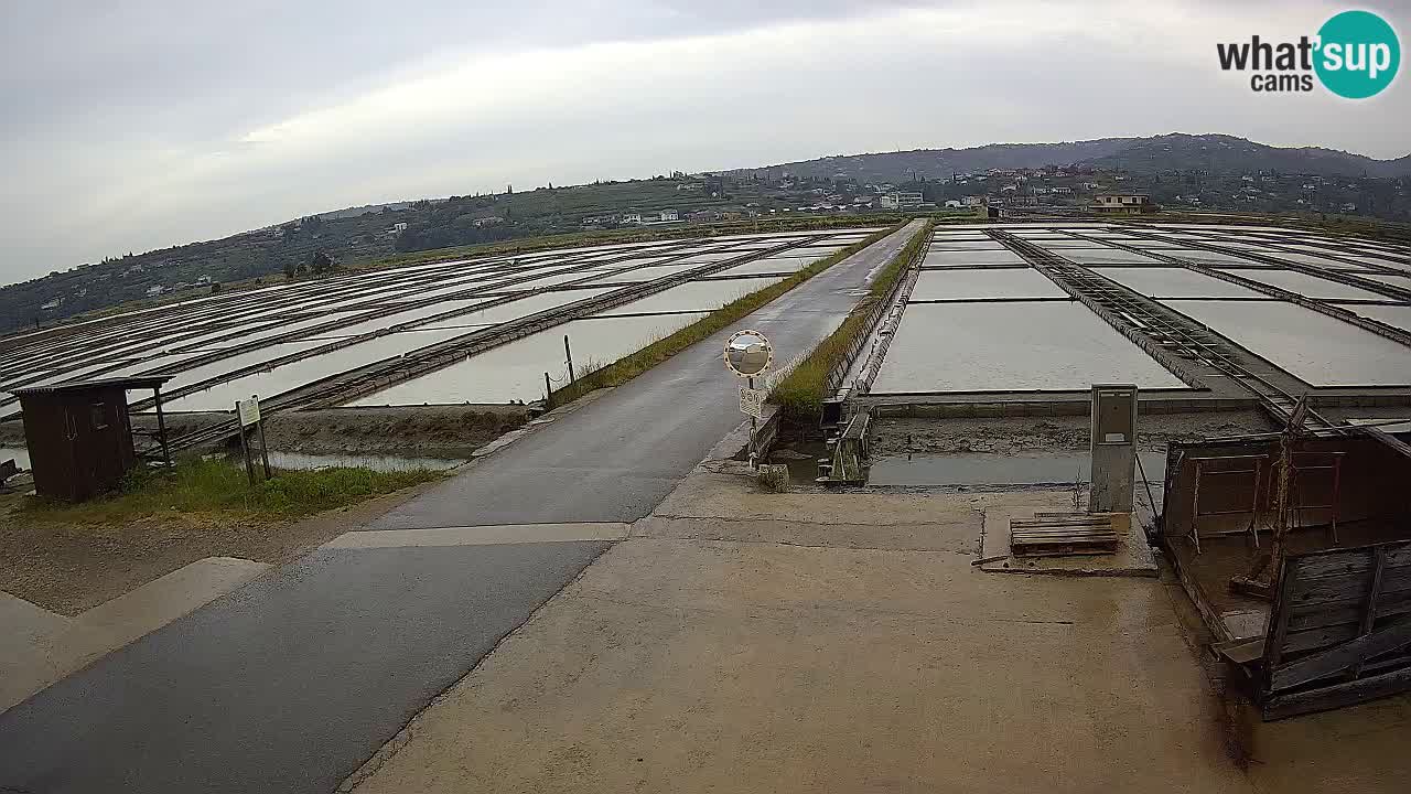 Seča – Panorama