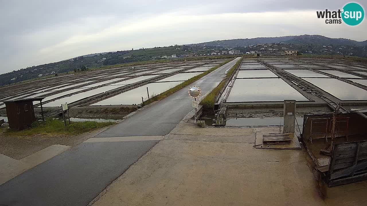 Park prirode Sečovlje Salina