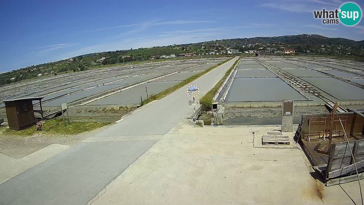 Seča – Panorama in soline