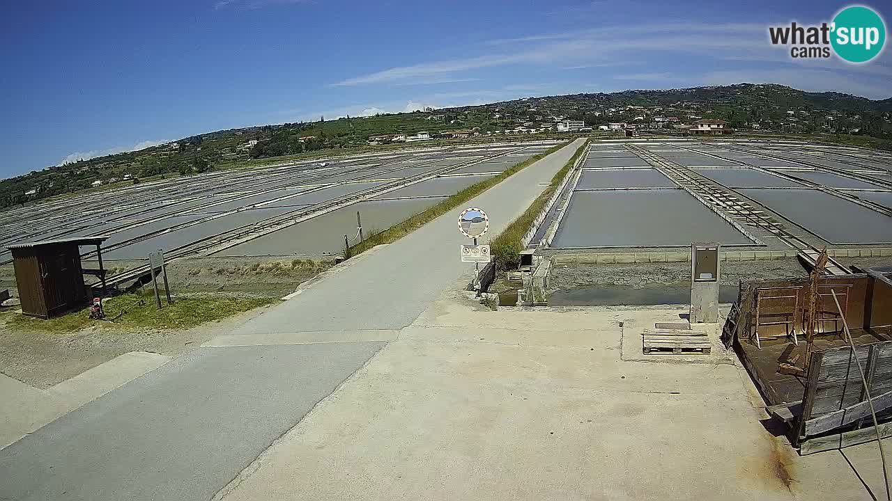 Naturpark der Salinen von Sečovlje