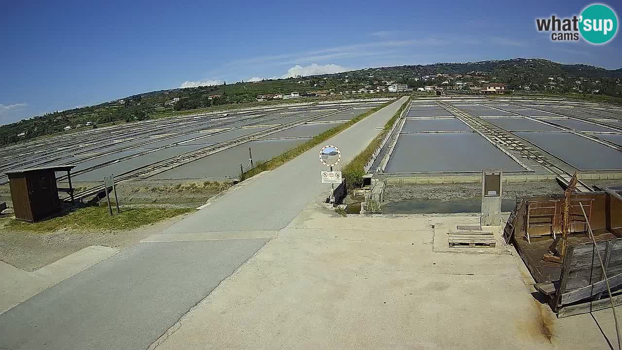 Seča – Panorama and Salina