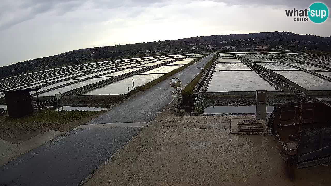 ﻿Sečovlje Salina Nature Park – KPSS