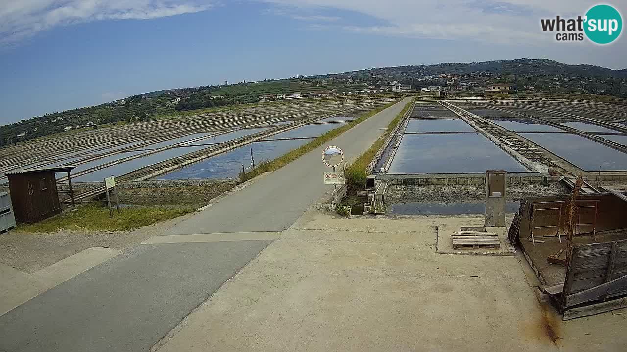 Seča – Panorama and Salina