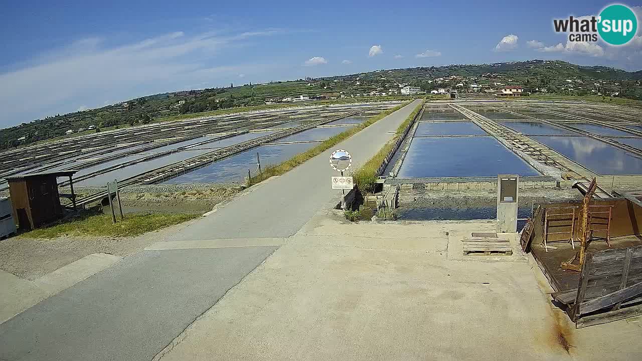 Park prirode Sečovlje Salina