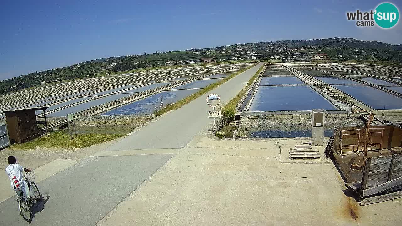 Park prirode Sečovlje Salina