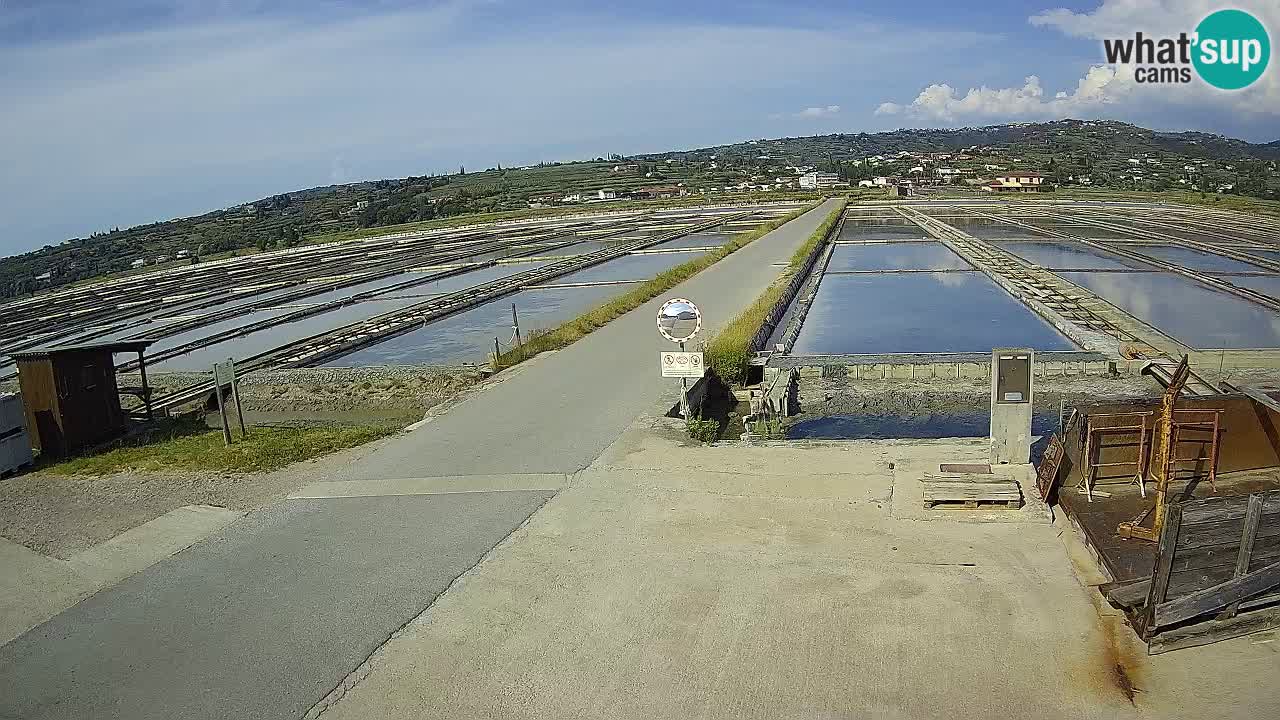 Seča – Panorama and Salina