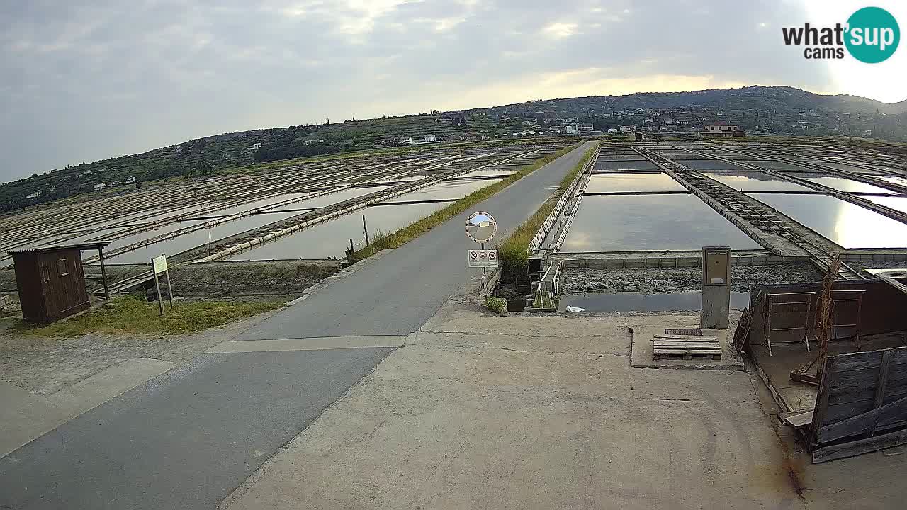 ﻿Sečovlje Salina Nature Park – KPSS