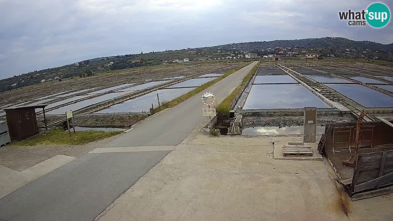 Parco Naturale Saline di Sicciole