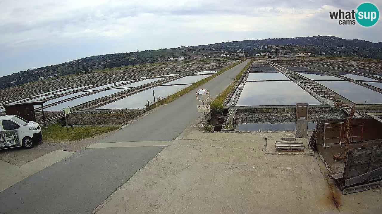 Seča – Panorama and Salina