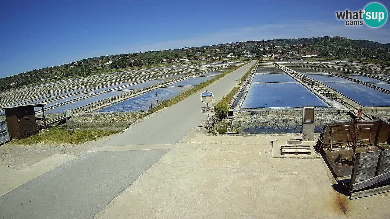 Sečovlje Salina Nature Park