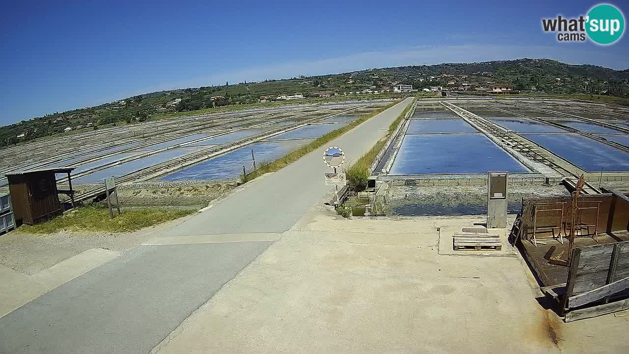 Park prirode Sečovlje Salina