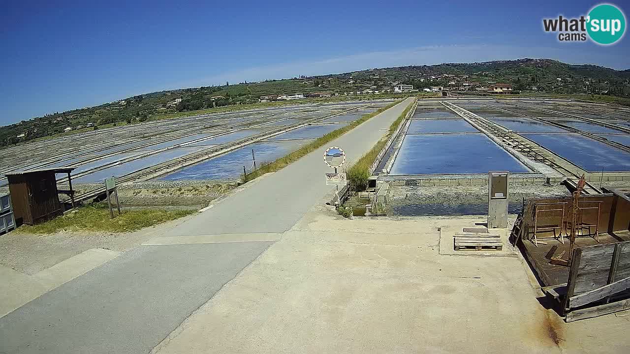 Seča – Panorama and Salina