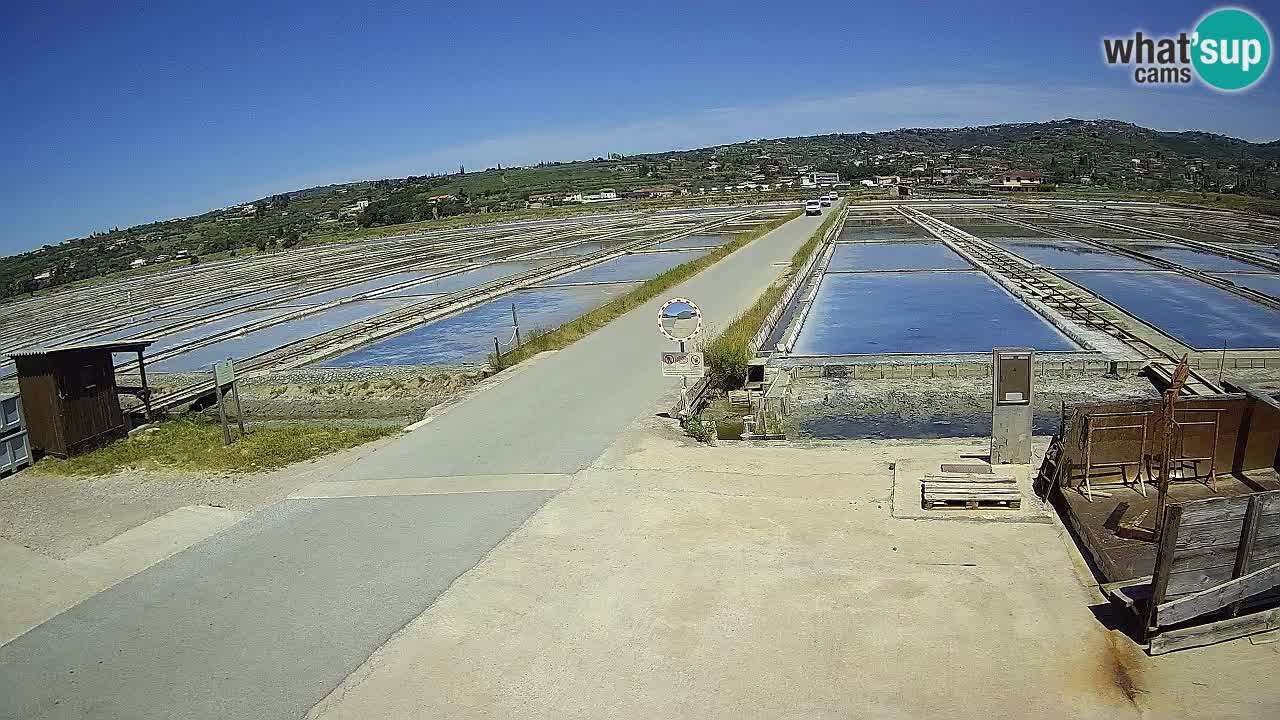 Seča – Panorama