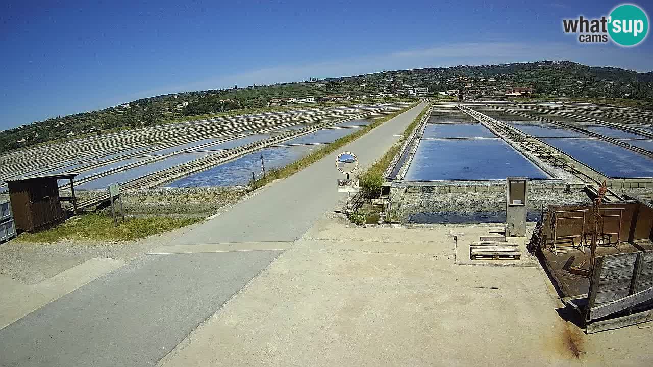 Seča – Panorama and Salina