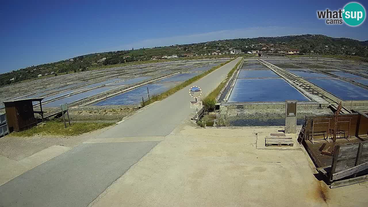 Seča – Panorama and Salina