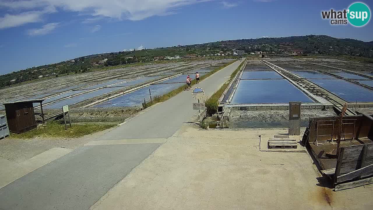 Naturpark der Salinen von Sečovlje
