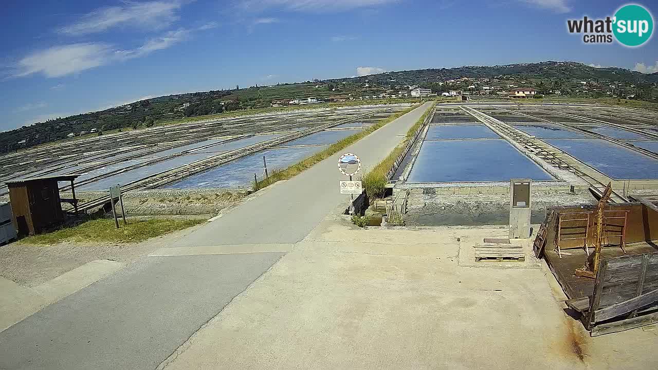 Naturpark der Salinen von Sečovlje