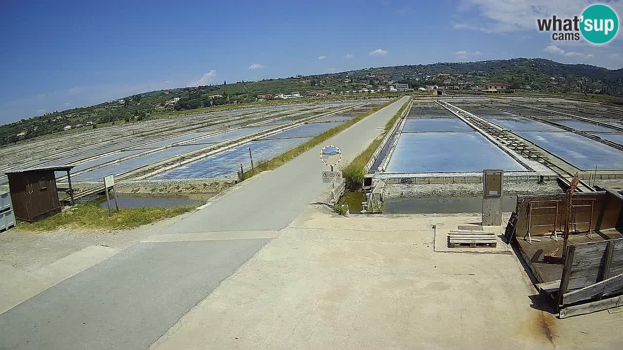 Seča – Panorama