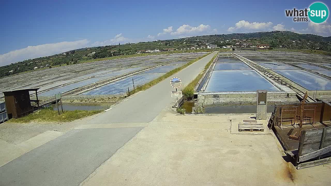 Seča – Panorama and Salina