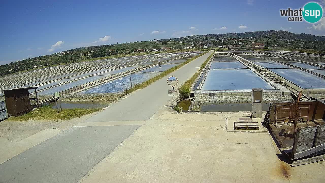Seča – Panorama