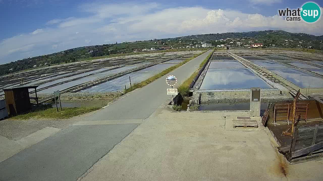 Seča – Panorama and Salina