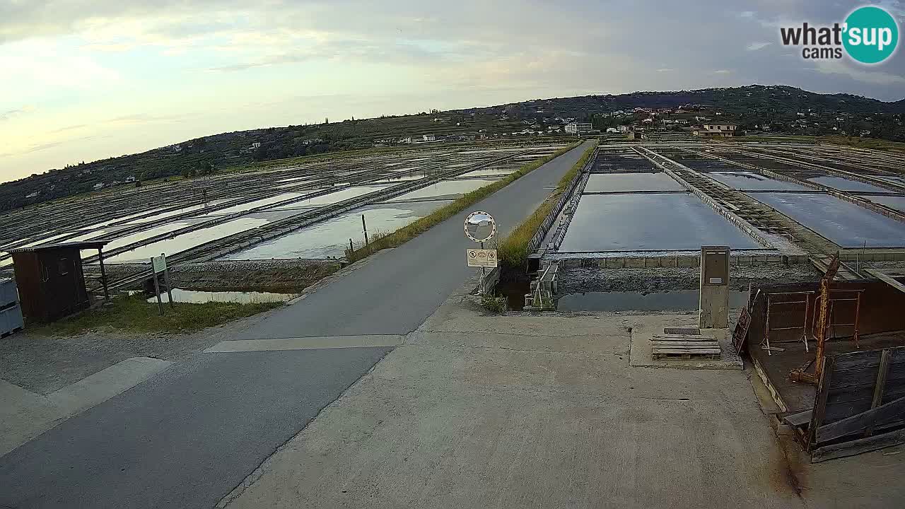 Seča – Panorama