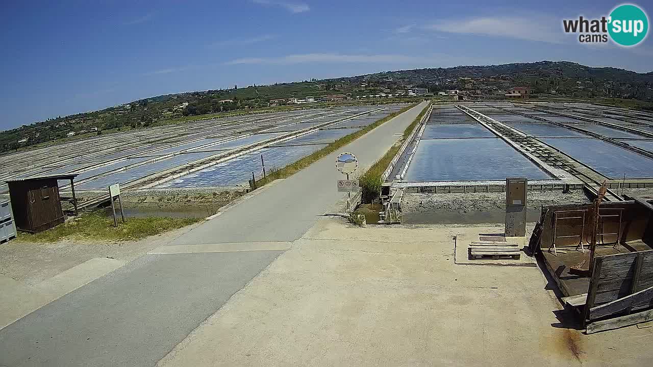Seča – Panorama and Salina