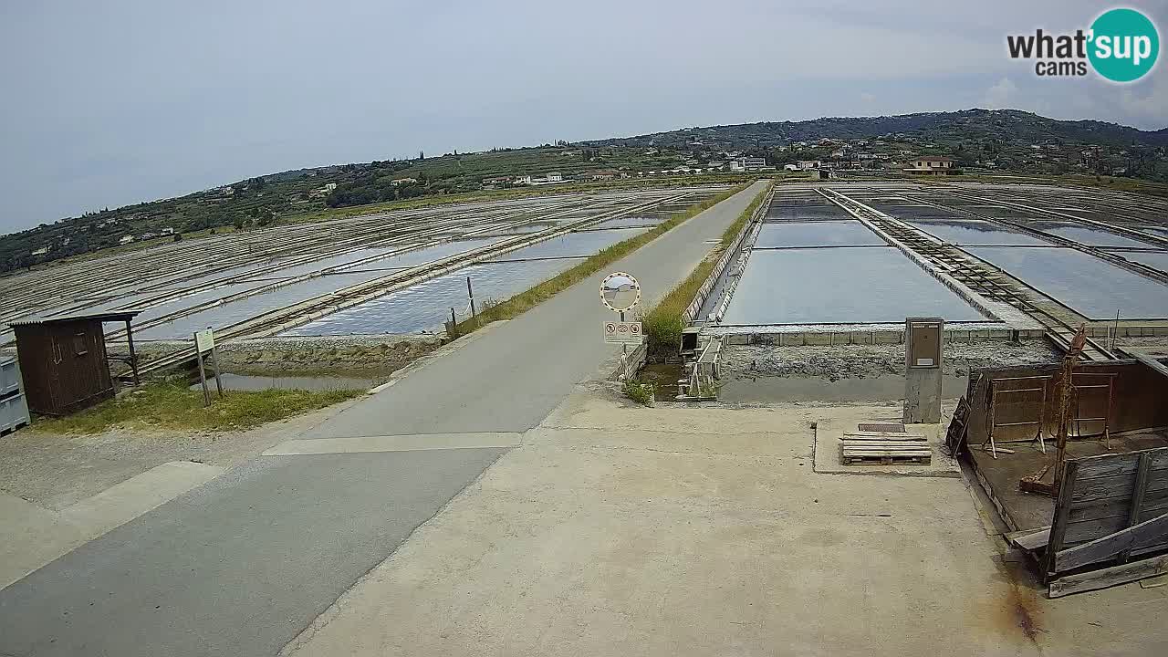 Park prirode Sečovlje Salina