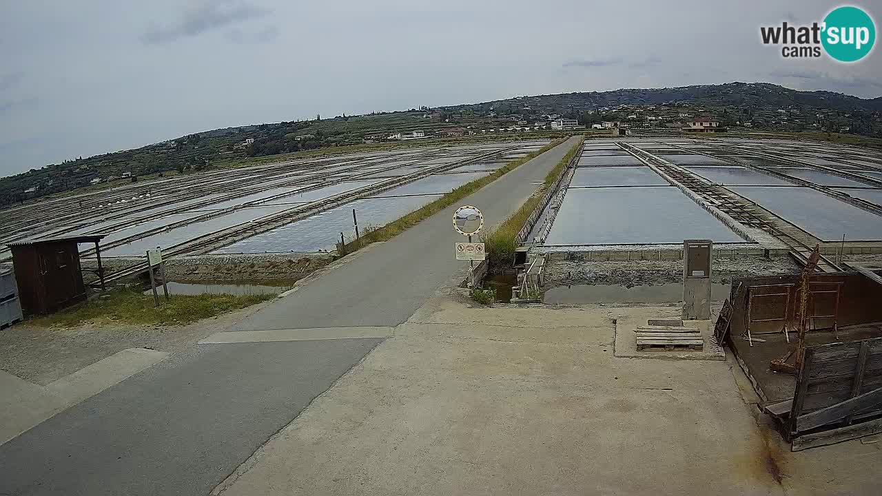 Seča – Panorama and Salina