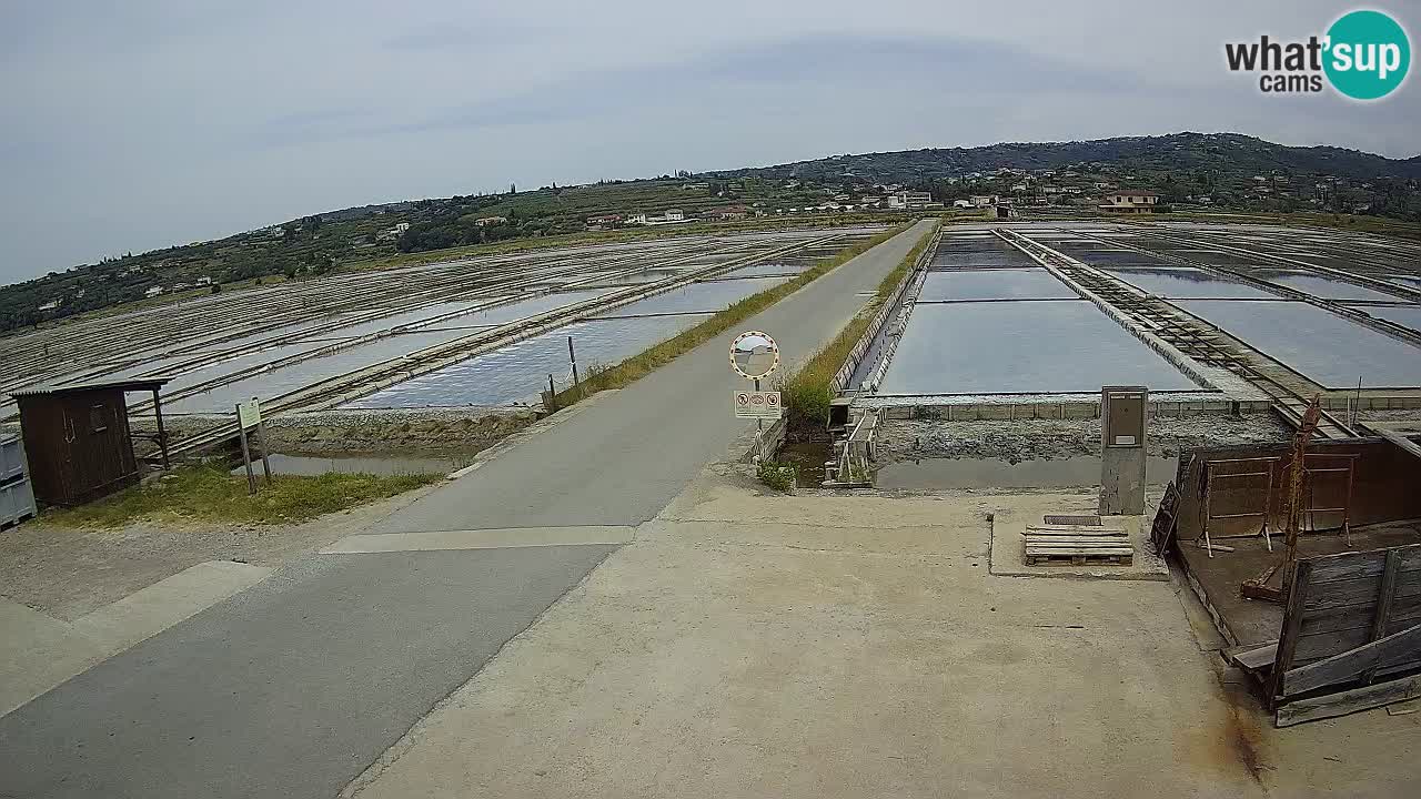 Park prirode Sečovlje Salina