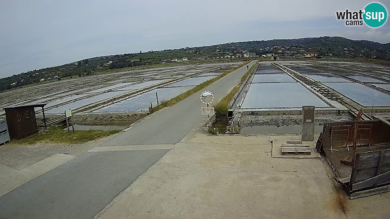 Park prirode Sečovlje Salina