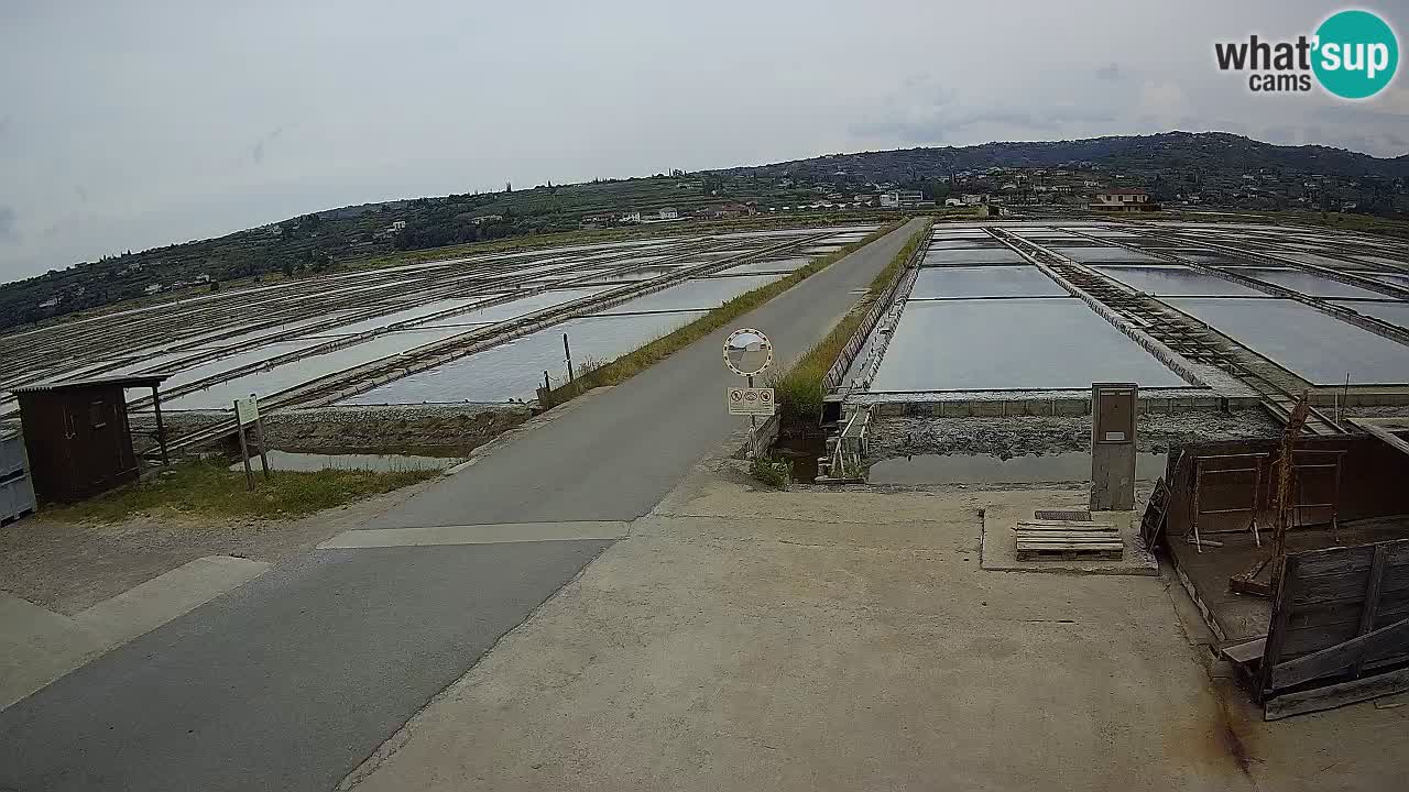 Park prirode Sečovlje Salina