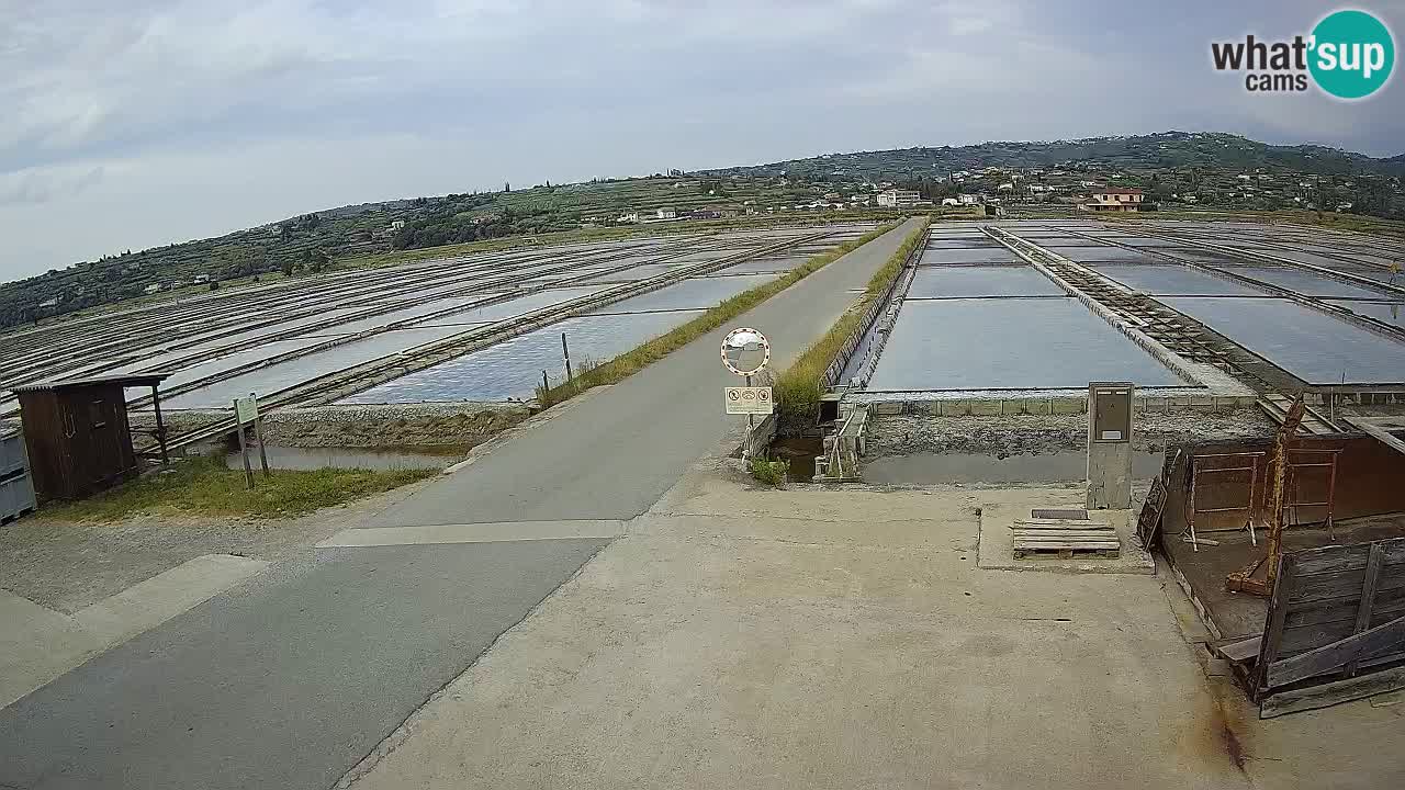Park prirode Sečovlje Salina