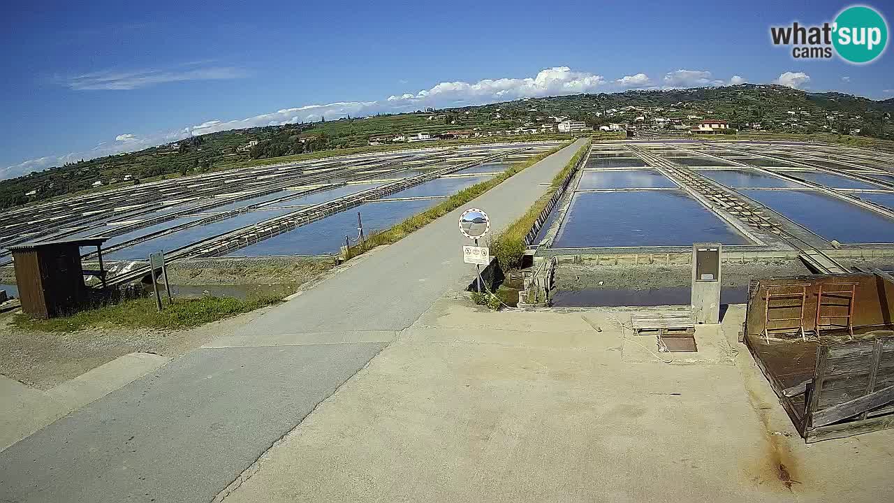 Krajinski Park Sečoveljske Soline