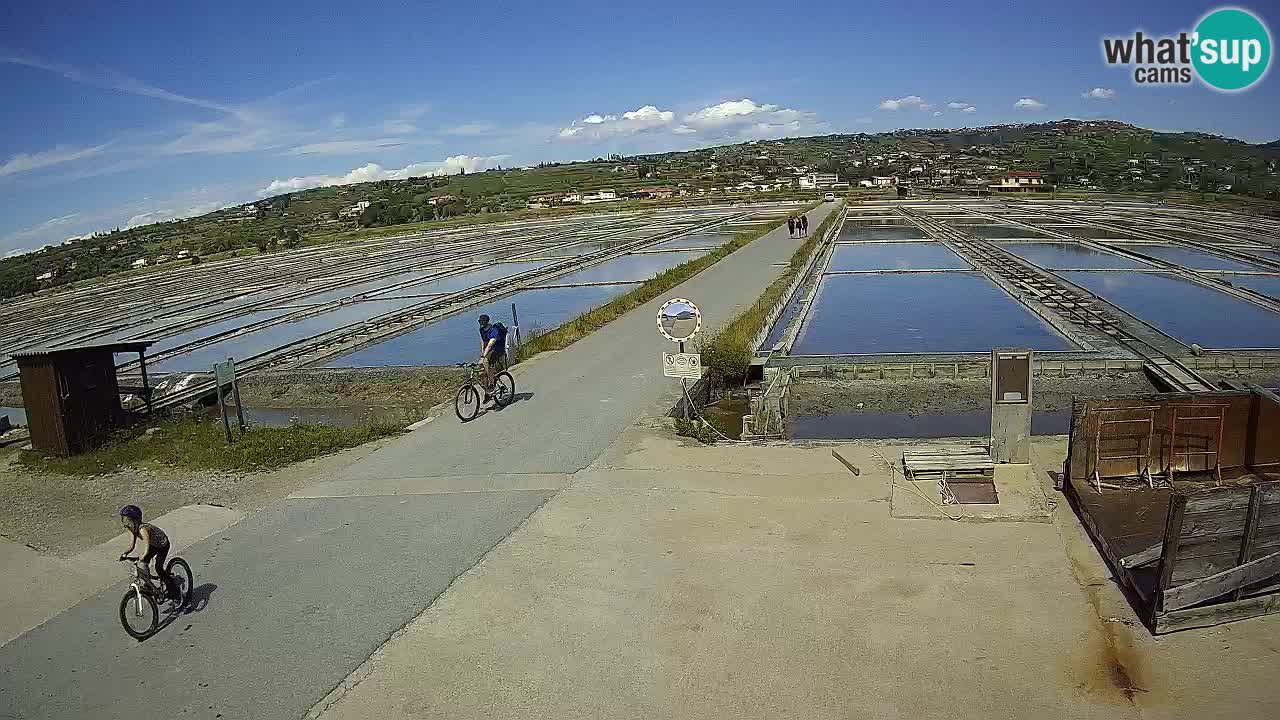 Park prirode Sečovlje Salina