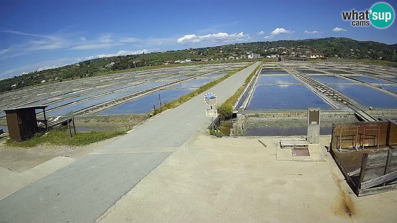 Naturpark der Salinen von Sečovlje