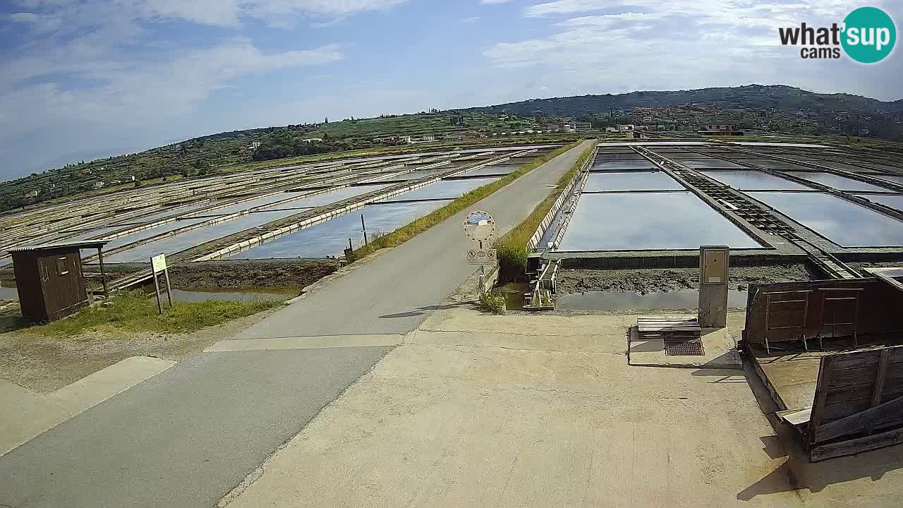 Seča – Panorama and Salina