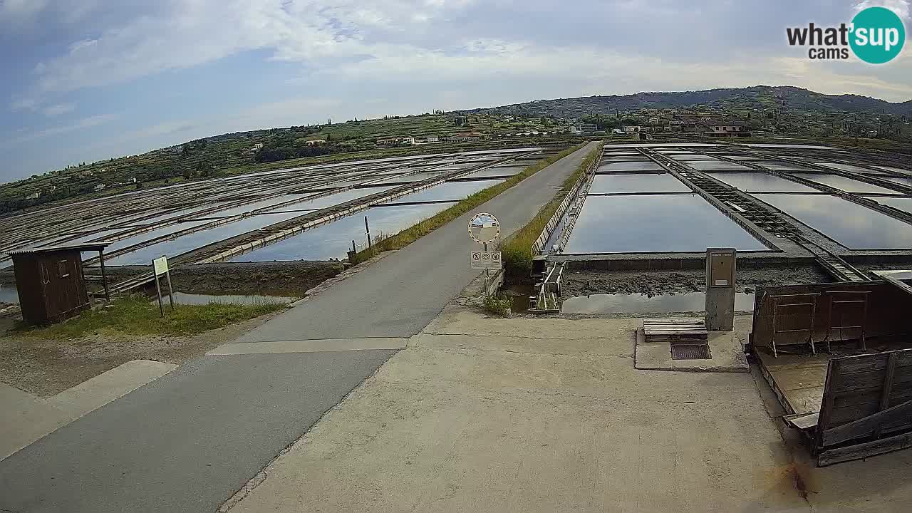 Seča – Panorama and Salina