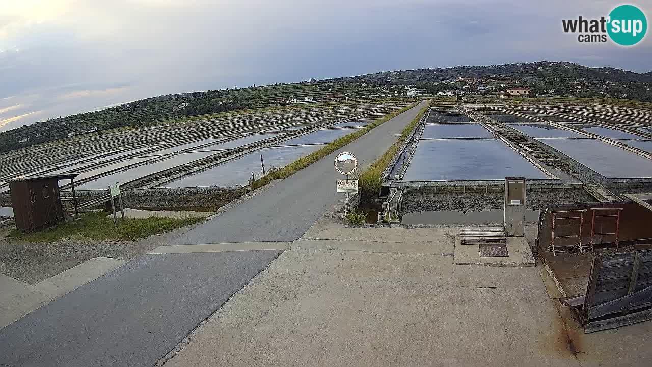 Seča – Panorama and Salina