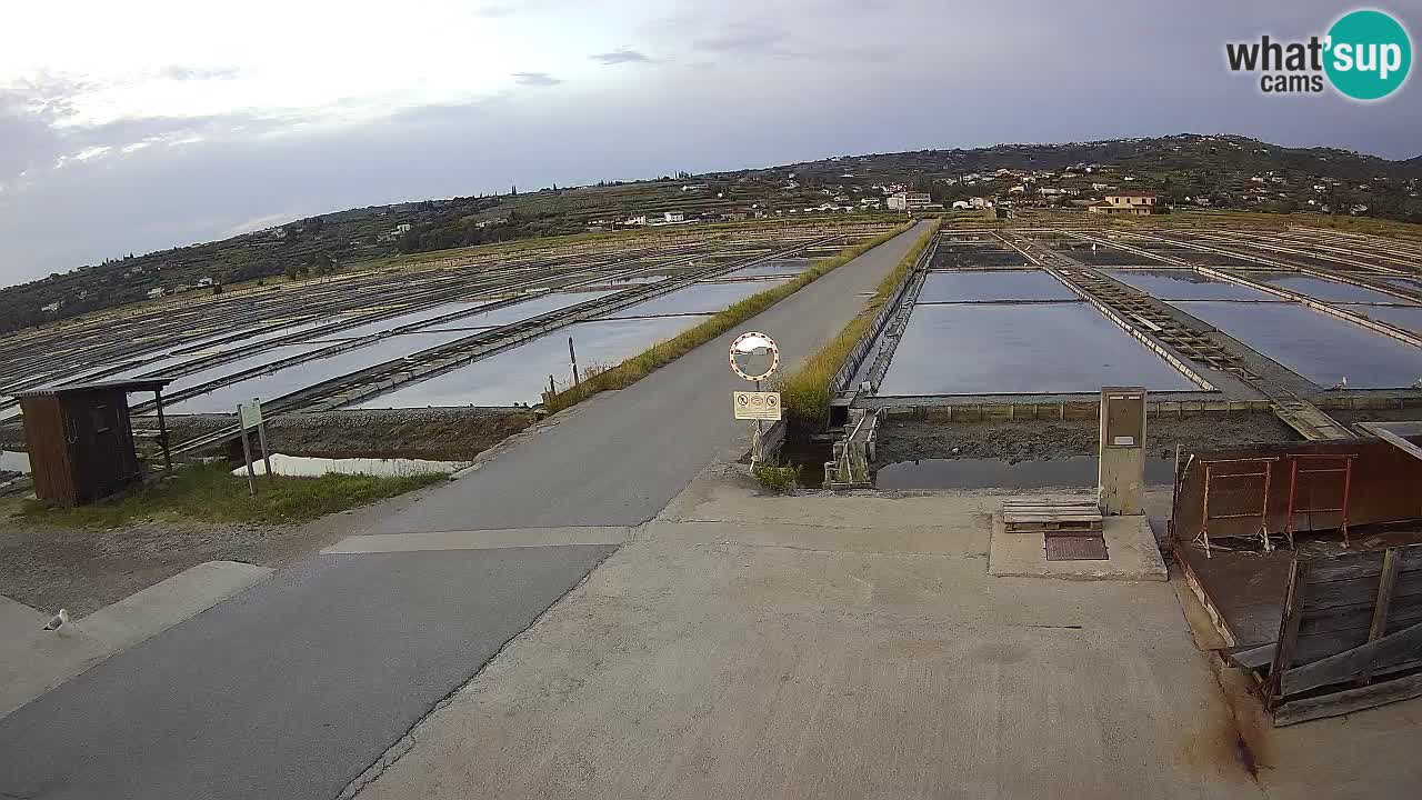 Park prirode Sečovlje Salina
