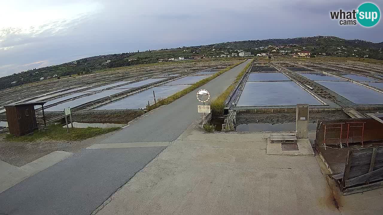 Seča – Panorama