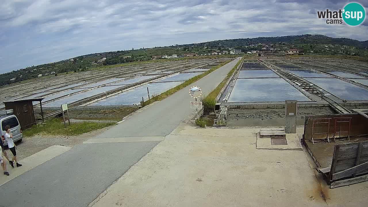 Seča – Panorama