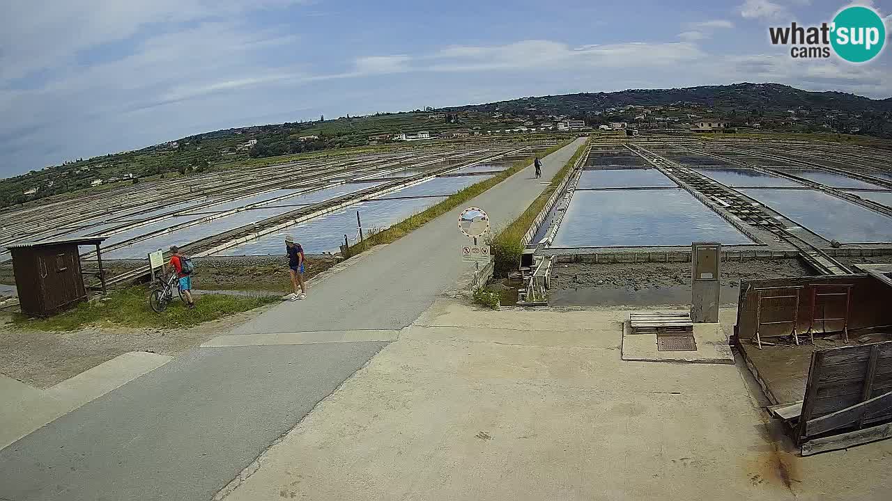 Seča – Panorama and Salina