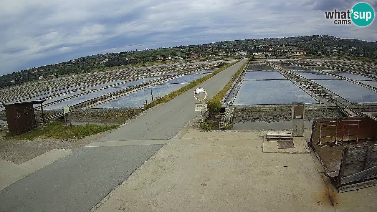 Parco Naturale Saline di Sicciole