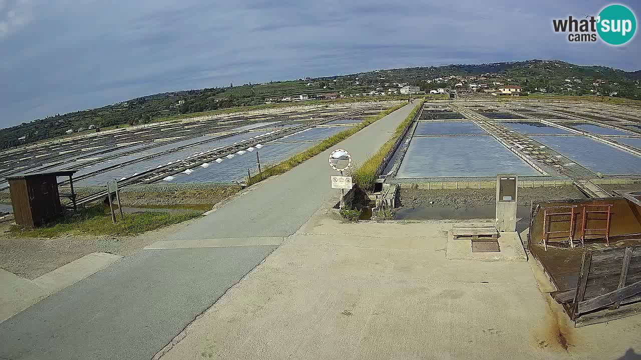 Seča – Panorama and Salina