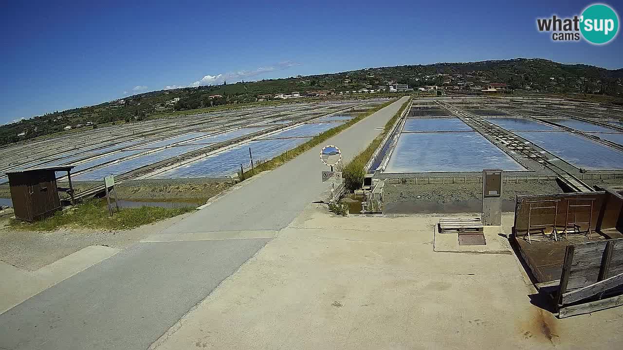 Seča – Panorama