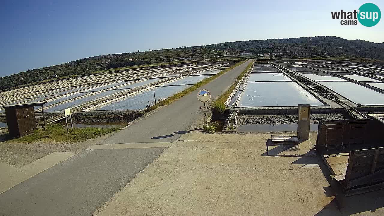 Seča – Panorama